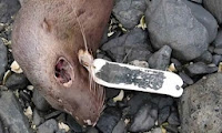 Animales muertos en Alaska