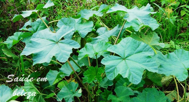 Benefícios e propriedades da malva