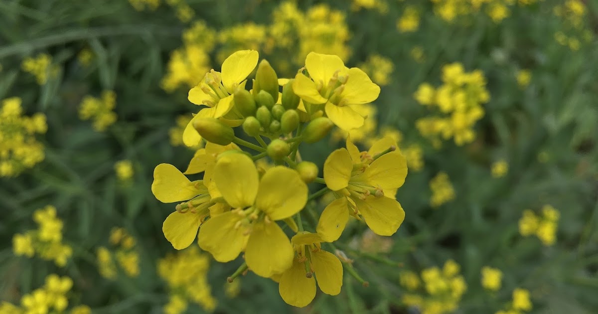 My Kitchen and Garden Mustard The Greatest Among The Herbs