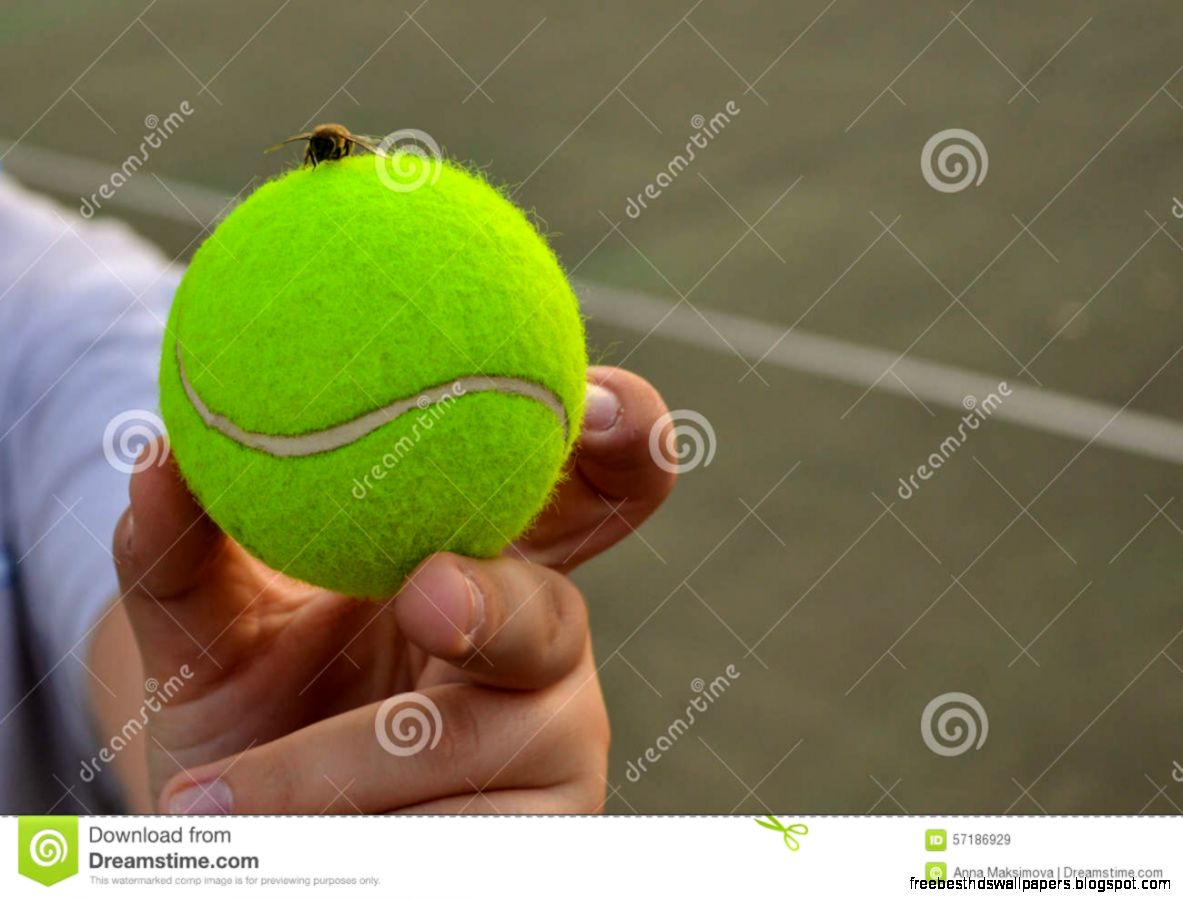 Tennis Ball Stock Photo   Image 57186929