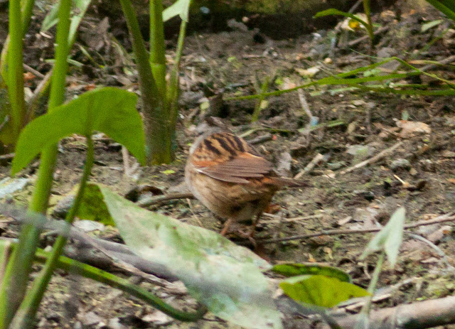 Swamp Sparrow - Central Park, New York