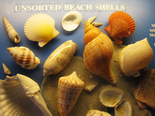 Sanibel Island Seashells belong to the Phylum Mollusca.