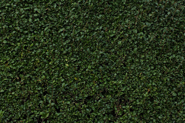Leafy Hedge Texture