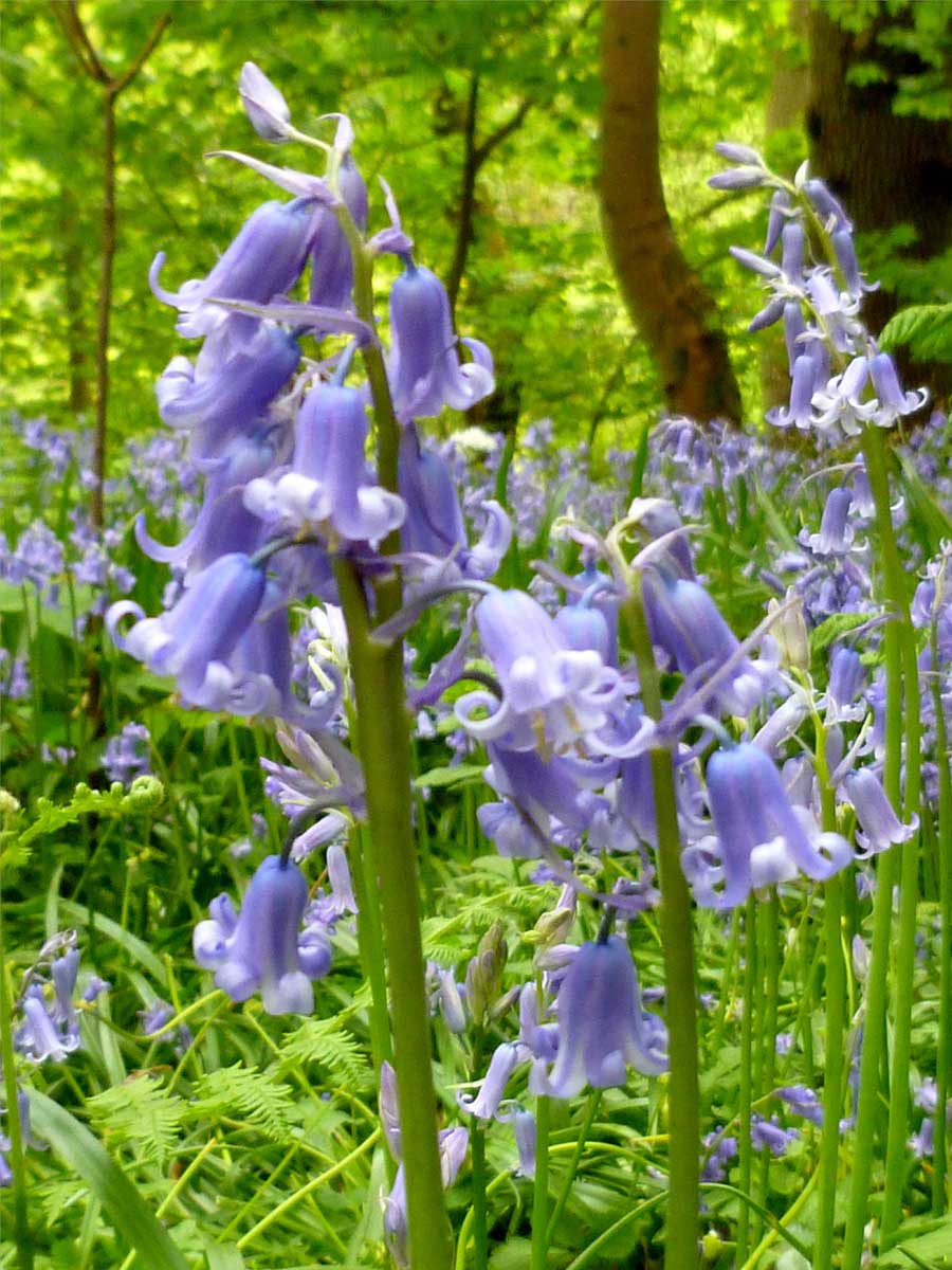 Frieda Oxenham Roslin Glen