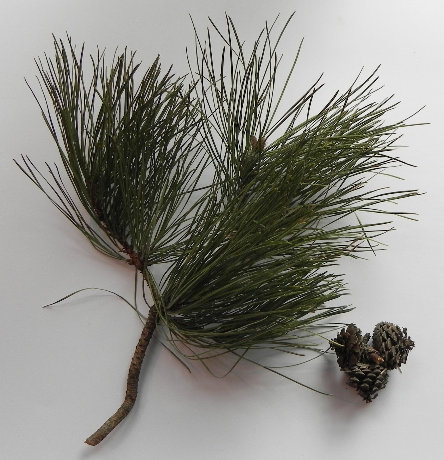 The Urban Reserve OakLocustMaple Forest