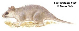 comadrejita patagonica Lestodelphys halli