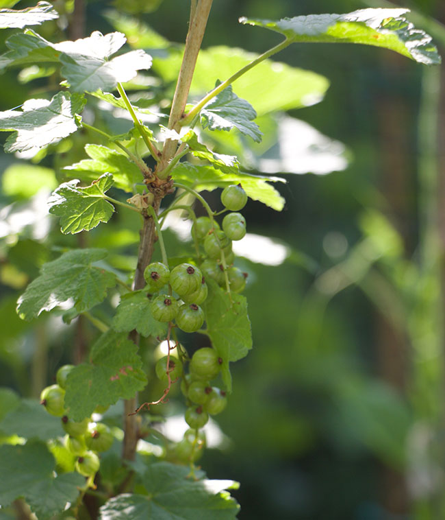 Red Flowering Currants Bearing Fruit