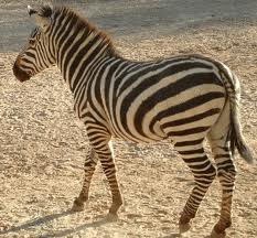 Zoo Animals - Zebra