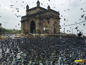 A monsoon morning at the Gateway of India with a lot of pigeons
