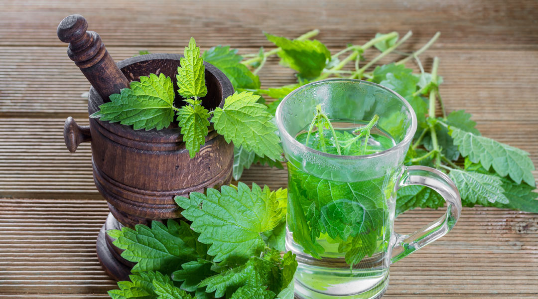 Herb that can clean your blood,Cleanse your blood with this powerful