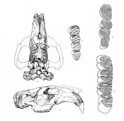 Trogonotherium skull