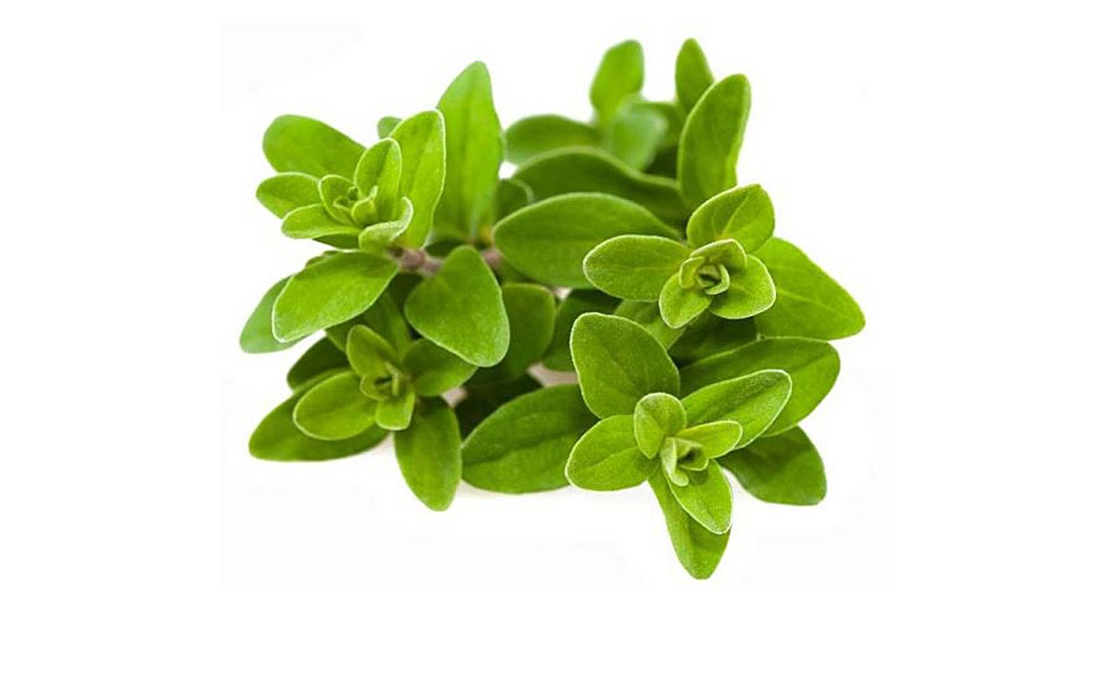 Marjoram Tea, Water Therapy & Diet Heals Aids Natural Home Remedies
