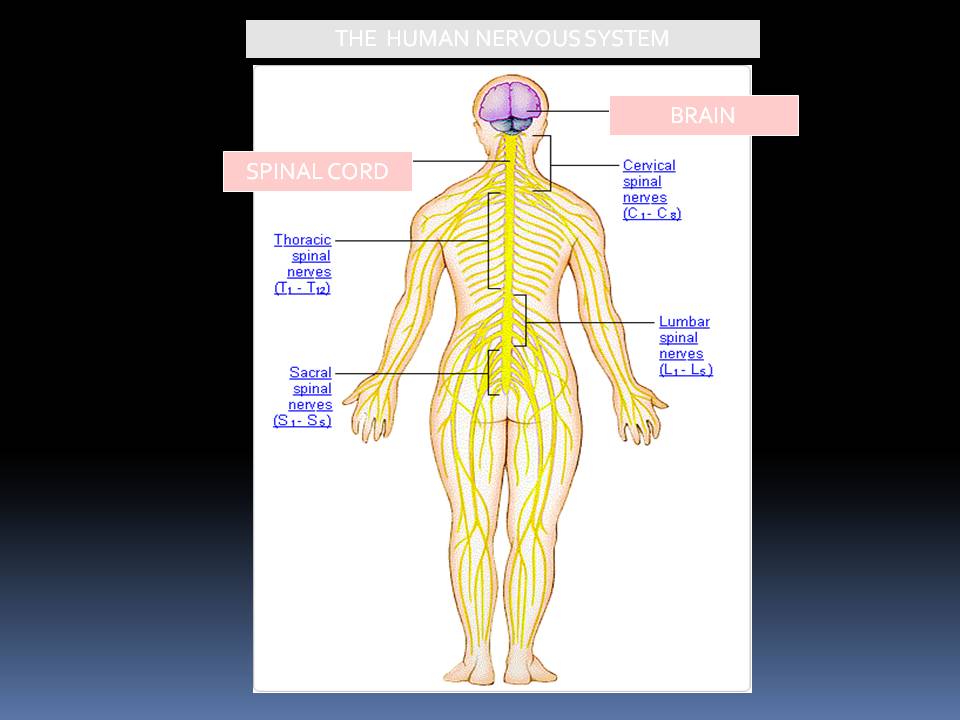 Biology: ROLE OF NERVOUS SYSTEM