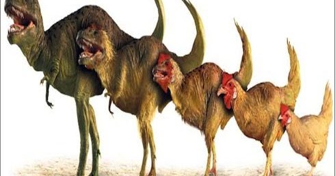 chickens and t rex