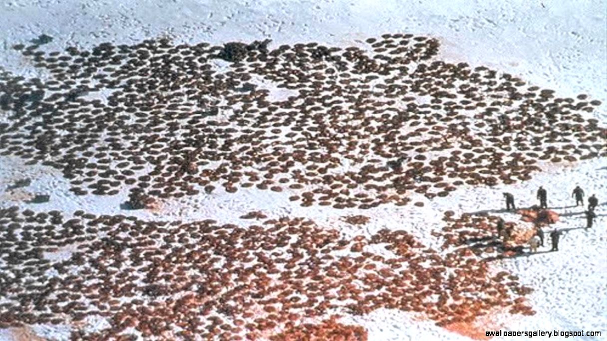 Harp Seal Clubbing   YouTube