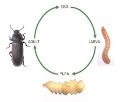 download superworms for chameleons download superworms for chameleons