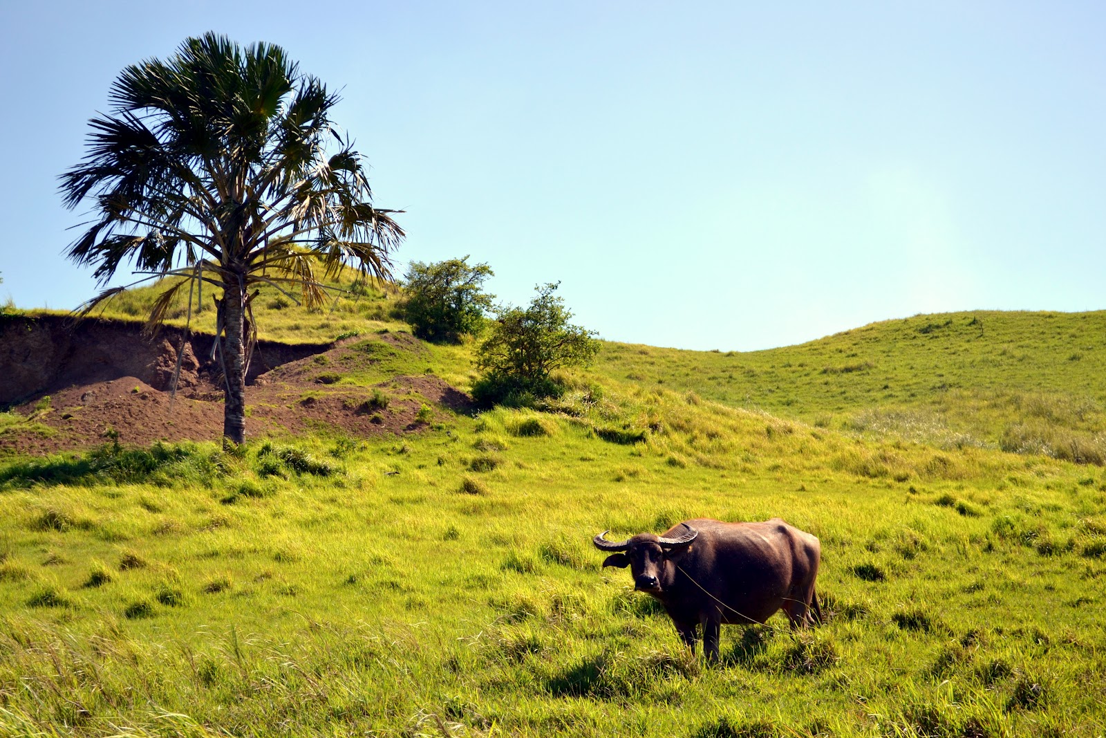 I love LIFE. I live LOVE.: Masbate: A Taste of Country II Balud Ranch ...