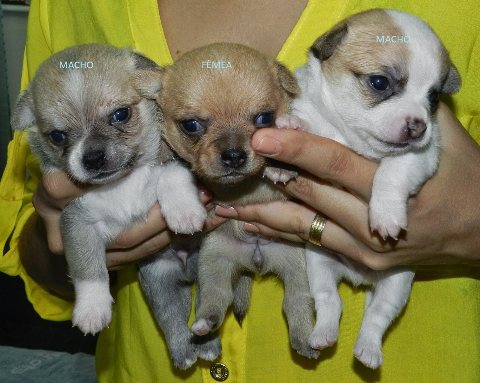 CANIL LUZ DE NEON CHIHUAHUAS