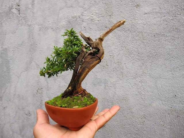 Bonsai mini dep, chau bonsai mini, chậu bonsai mini, bonsai mini đẹp