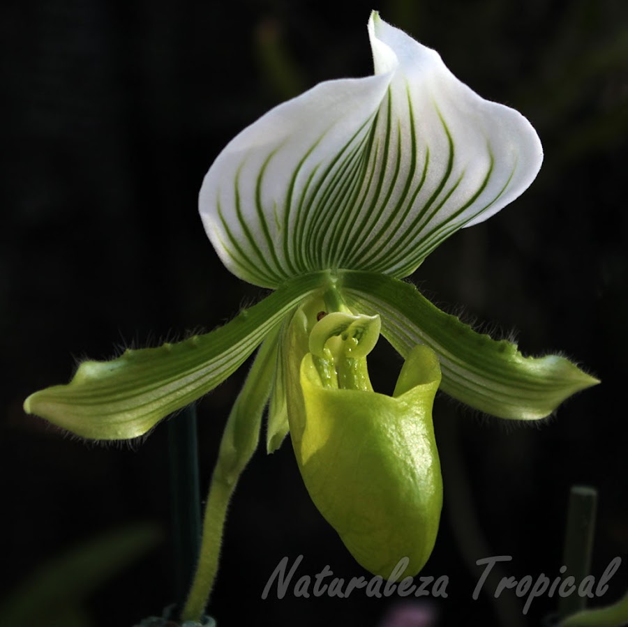 Variedad preciosa de una orquídea del género Paphiopedilum