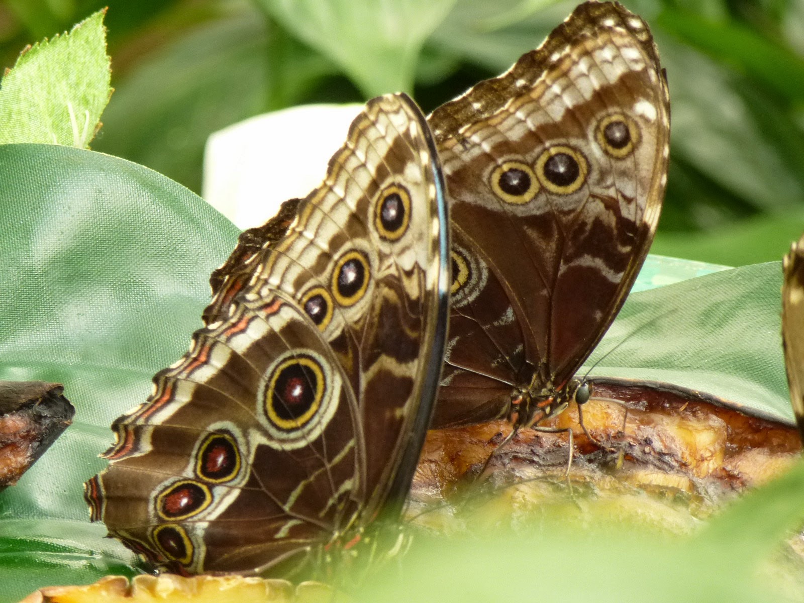 MikesSeite.de Friedrichsruh Schmetterlinge & Bismarck