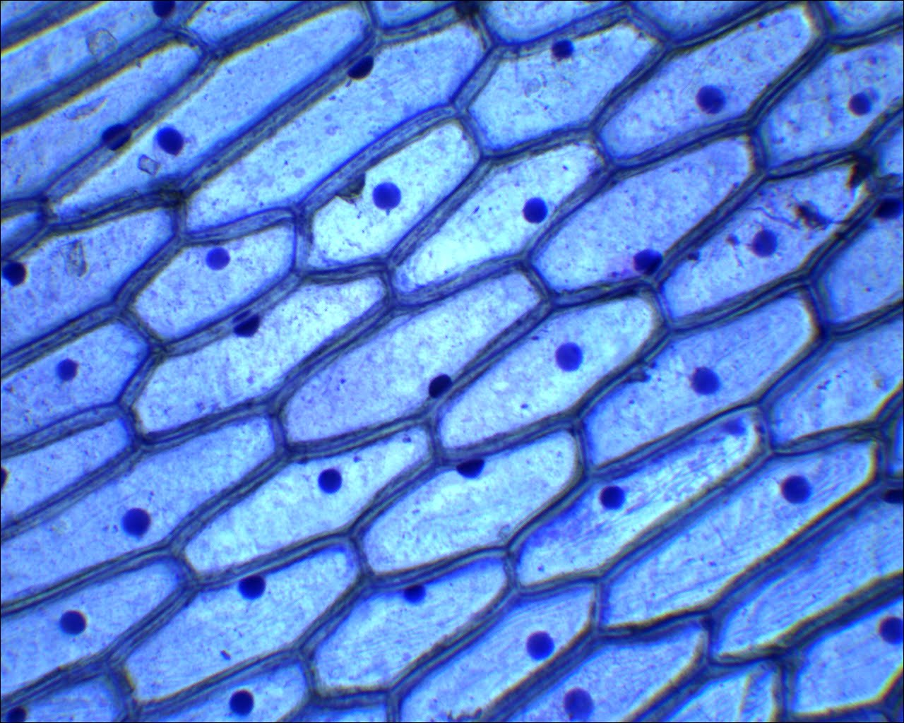observación microscópica de las células de una cebolla