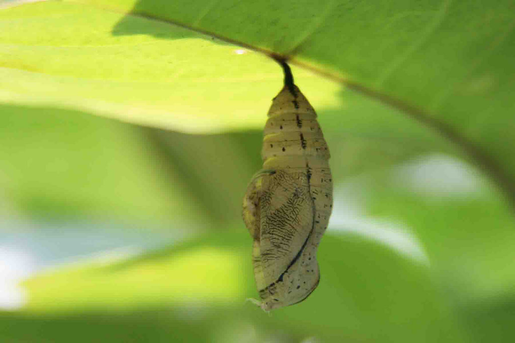 Kupu Kupu Yang Gagal Mengepakkan Sayapnya Guru Belajar