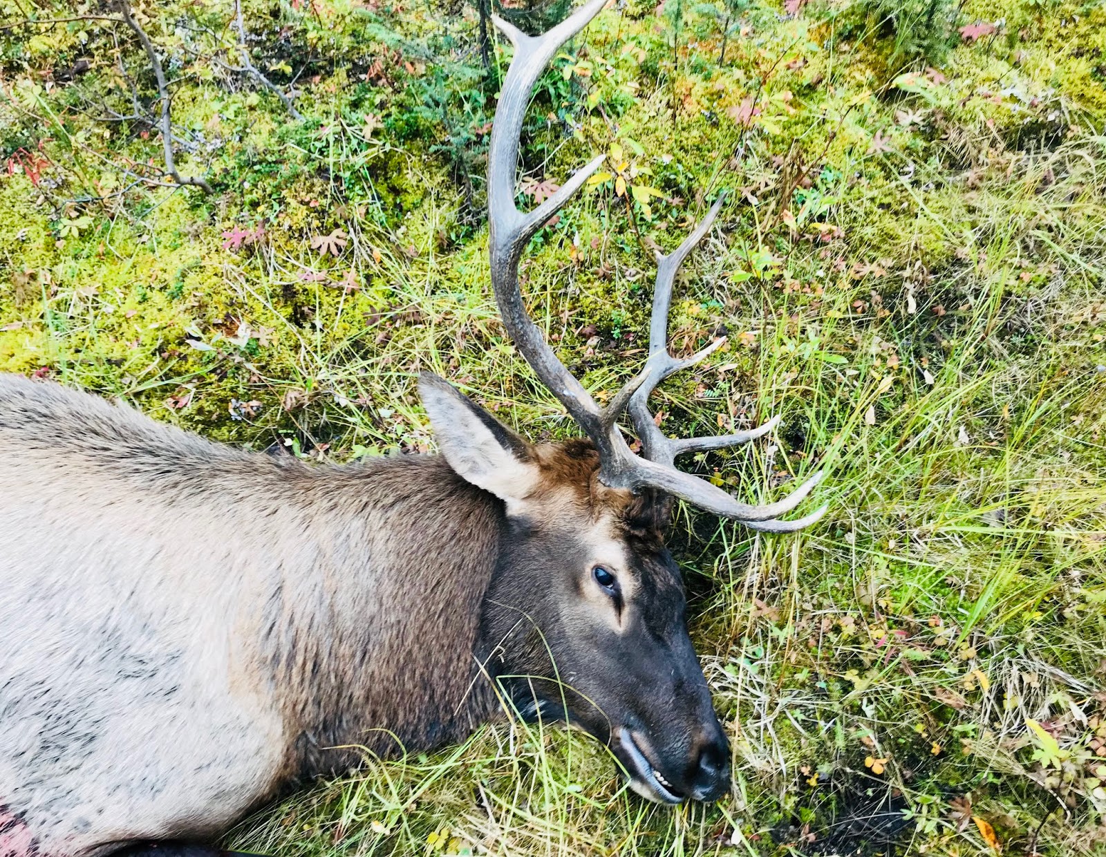 Best elk 2025 hunting boots 2018