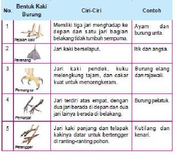 MEDIA PEMBELAJARAN PGSD/A 2010: Mendeskripsikan Ciri-ciri Paruh Burung