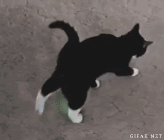 Static-Cat.gif