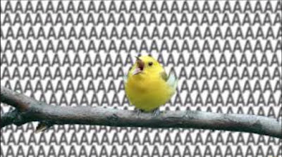 a yellow bird on a branch with its beak open with a bunch of As in the background like yelling