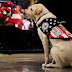 Sully, George H.W. Bush’s Service Dog, Takes on New Role Helping Military Patients