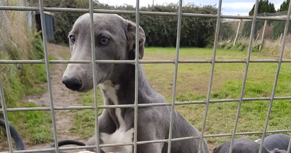 Greyhound Racing Grass Roots The Home Kennels