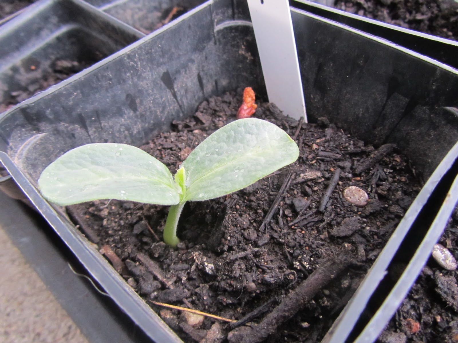 Four Hills of Squash Seedling Updates