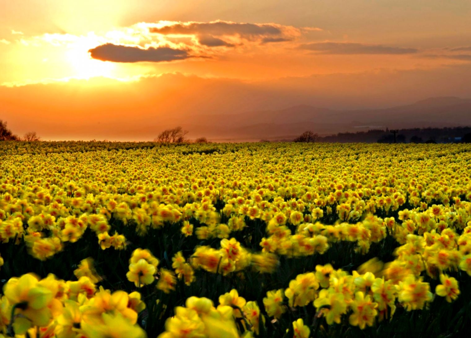 Daffodils Wallpaper Favorable Daffodils Wallpaper Favorable