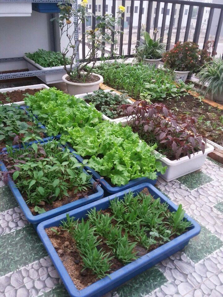 Cách trồng rau trên sân thượng
