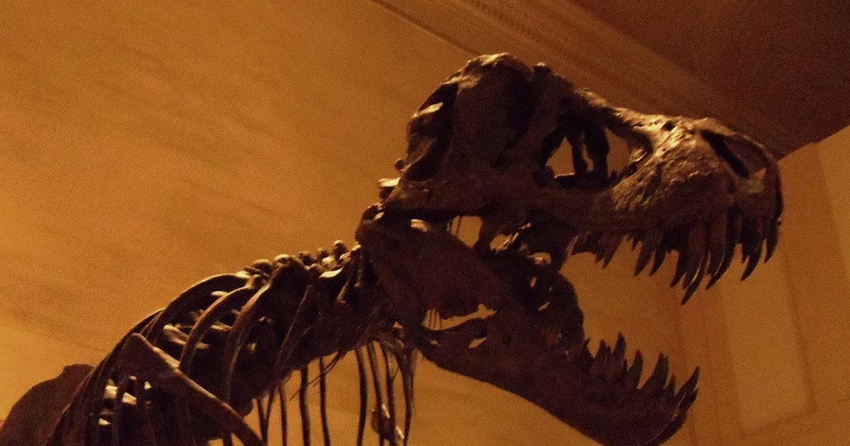 t rex at the smithsonian