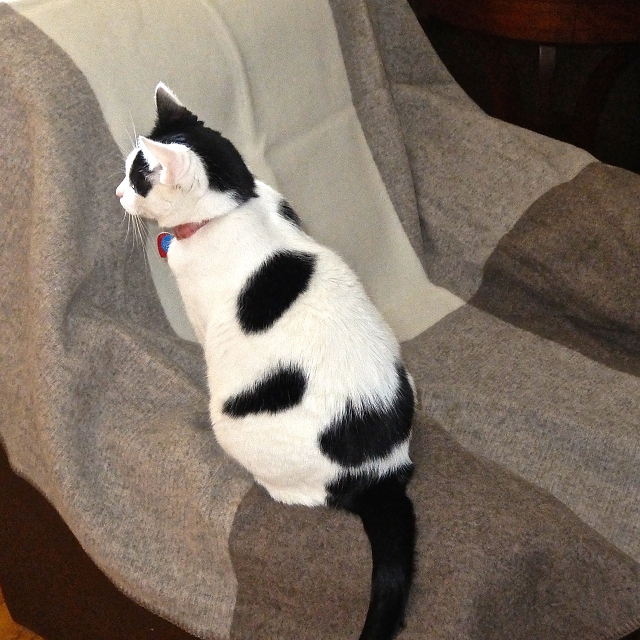 Pictures and Words, a Blog The Patch Cat