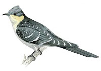 https://www.xeno-canto.org/sounds/uploaded/TWAAJJHMEH/XC290141-Cuckoo%20Great%20Spotted_Vaalkop_151018_20_A_edit.mp3