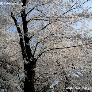 日本櫻花景點櫻花樹數量排行榜