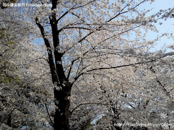 日本櫻花景點櫻花樹數量排行榜