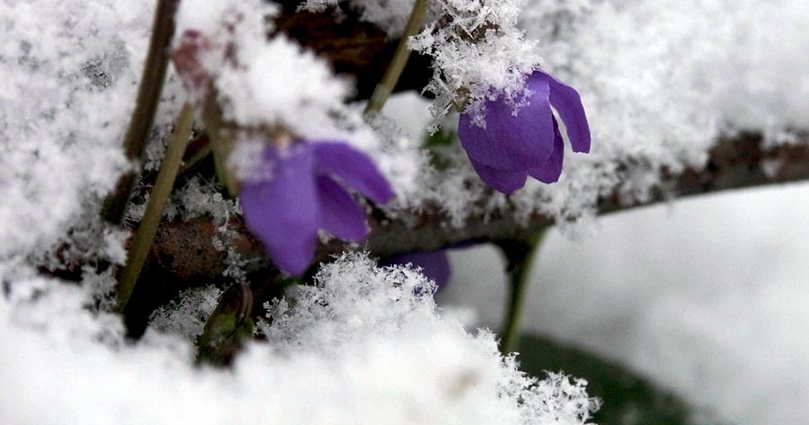 Цветы из под снега. Цветы под снегом караоке. Первый снег караоке. Цветы под снегом караоке. Цветы под снегом караоке.