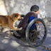 Σκύλος-ήρωας: Σπρώχνει κάθε μέρα το καροτσάκι του ανάπηρου αφεντικού του και τον πάει στην δουλειά