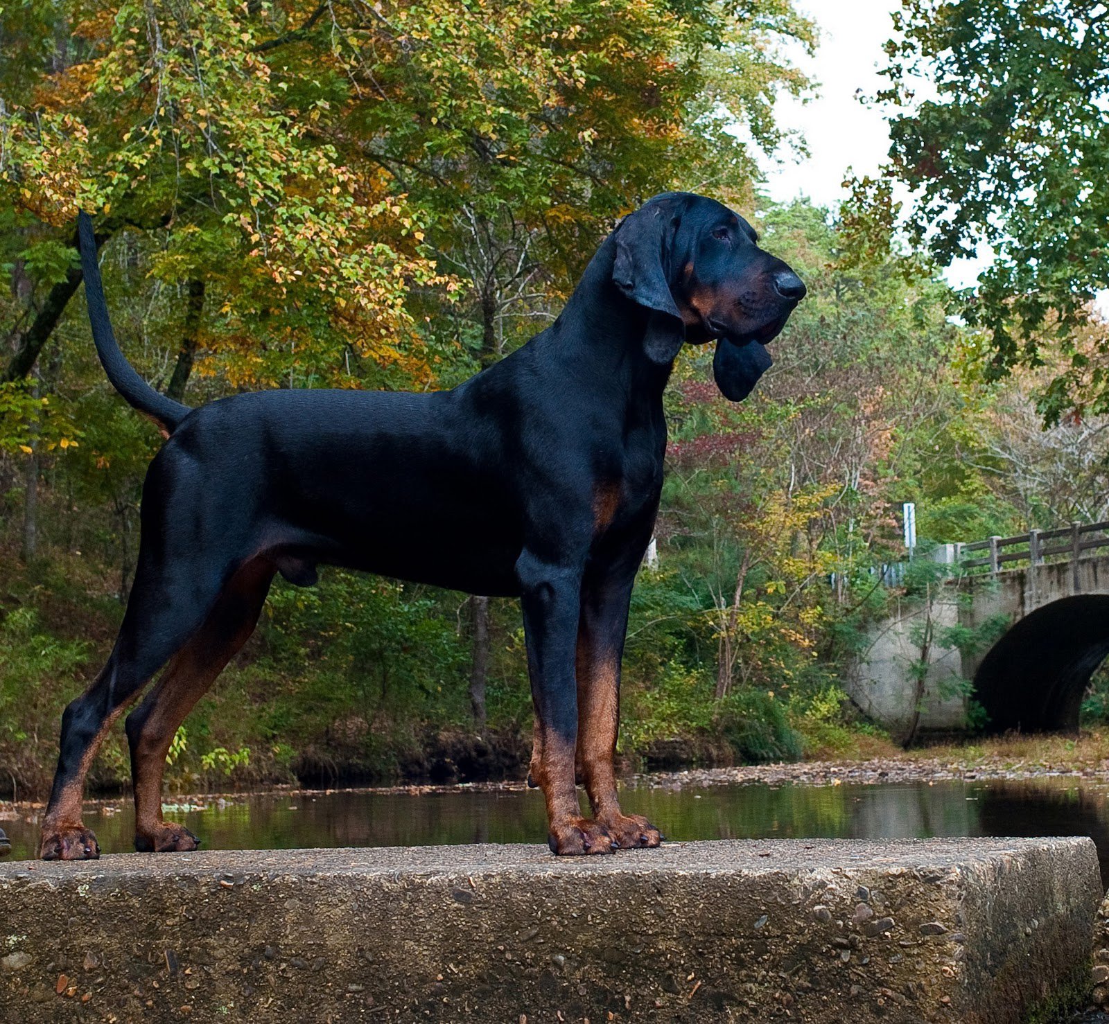 Black And Tan Coonhound 1 