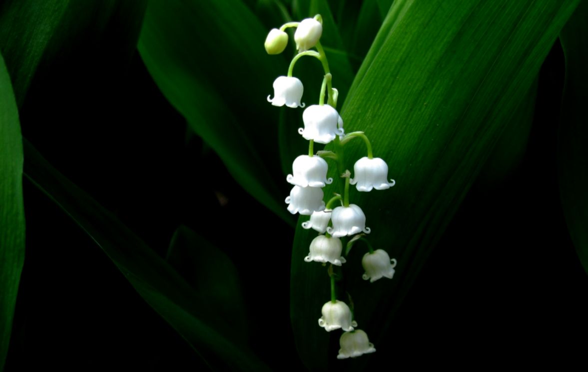 Valley Of Flowers Wallpaper Inspiration Wallpapers