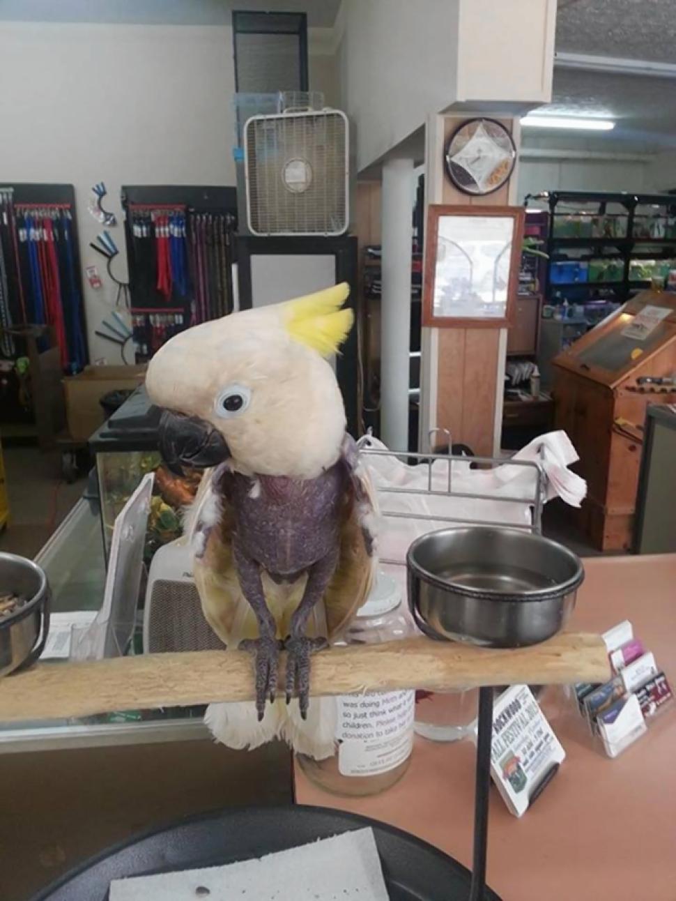 Bird In Everything: Birds Pet Shop