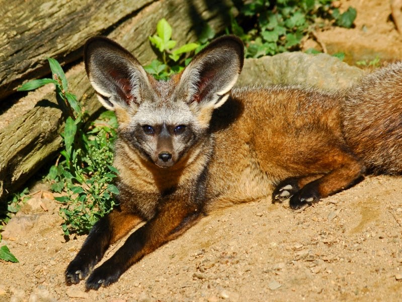Otocyon Megalotis Animals | Information & Latest Pictures | All ...