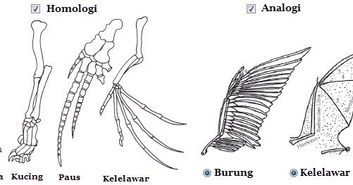 13 Contoh Soal Homologi Dan Analogi Contoh Soal Terbaru 13 Contoh Soal Homologi Dan Analogi Contoh Soal Terbaru