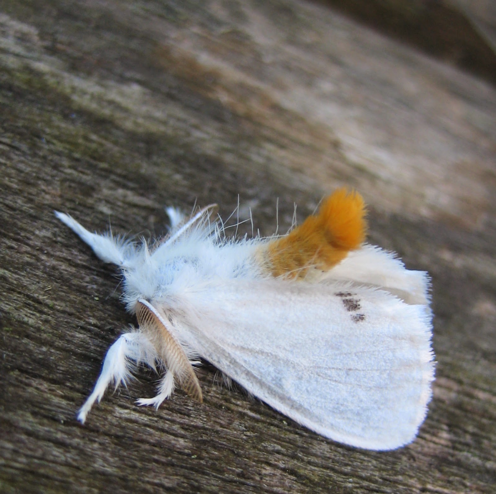 Martin's Moths The tale of a tail