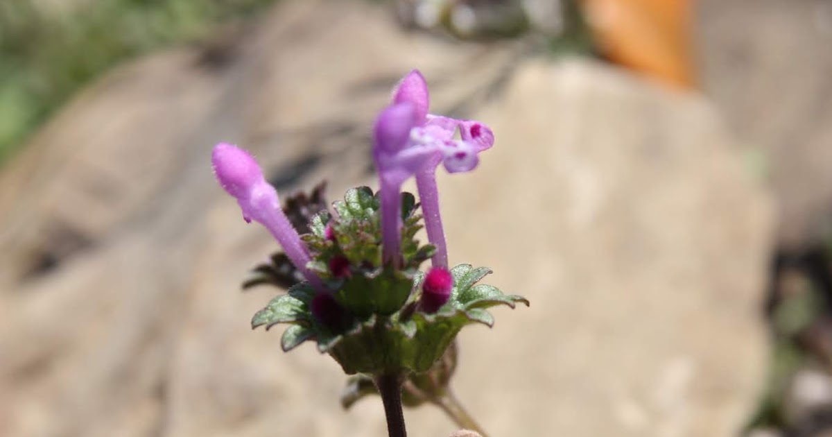 Healing Weeds